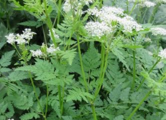 Afbeelding oogstperiode ROOMSE KERVEL, 